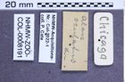 Etikette zu Alaus oculatus (Linnaeus, 1758) (NHMW-ZOO-COL-0008191)